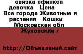 связка сфинкса. девочка › Цена ­ 500 - Все города Животные и растения » Кошки   . Московская обл.,Жуковский г.